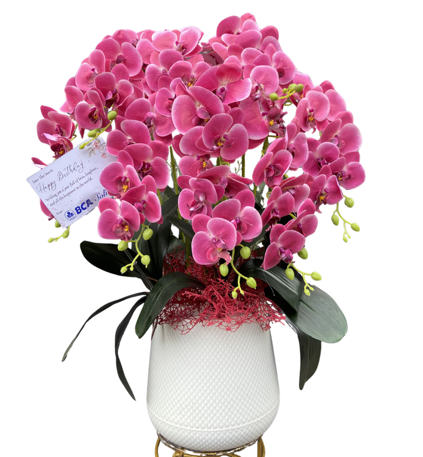 Anggrek Bulan Pink Premium